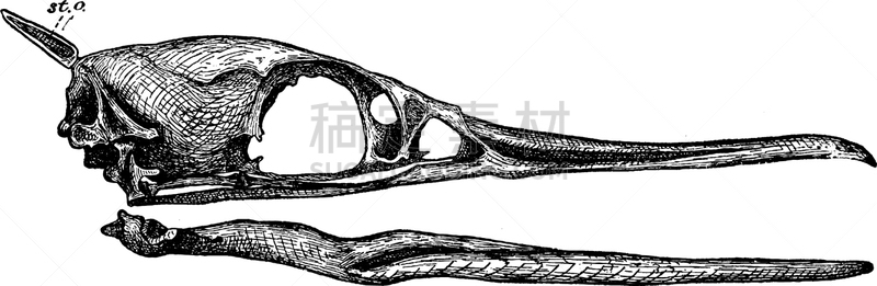 鸬鹚,头骨,枕叶,白色,黑色,图像,矢量,雕刻图像,复古