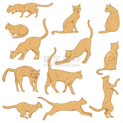 多样,猫科动物,卡通,猫,矢量,注视镜头,与众不同,可爱的,哺乳纲,动物群