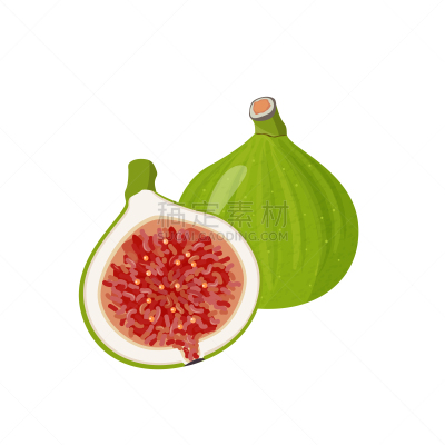 清新,绘画插图,矢量,热带水果,无花果,贺卡,完整,一半的,自然界的状态,背景分离