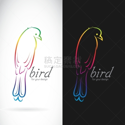 鸟类,卷尾,分离着色,脊索动物类,热带雨林,干的,动物,品牌名称,飞
