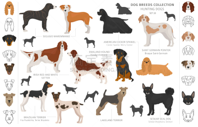 分离着色,白色,猎犬,纯种犬,梗犬,运动,法国,狗,收集