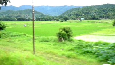 路过的稻田景观