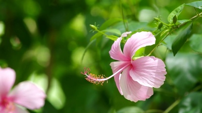 中国玫瑰花风
