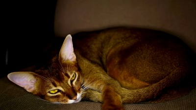 阿比西尼亚猫