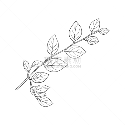 drawing branch