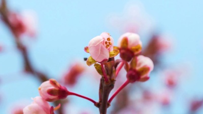 野生梅花