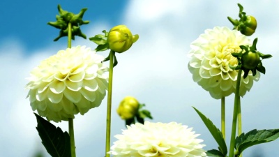 花