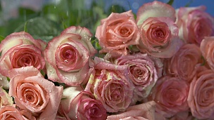 水滴缓缓地落在粉红玫瑰花瓣上，溅落在花瓣上