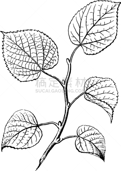 花蕾,椴木,白色,红色,图像,巨大的,宽的,叶子,动物毛发,复古
