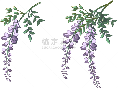 紫藤,自然,日本文化,鲜花盛开,图像,花朵,美,枝,叶子,花