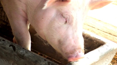 PIG