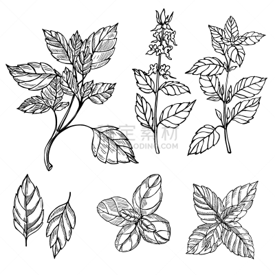 罗勒,绘画插图,矢量,草图,蔬菜,健康保健,清新,自然界的状态,药,香料