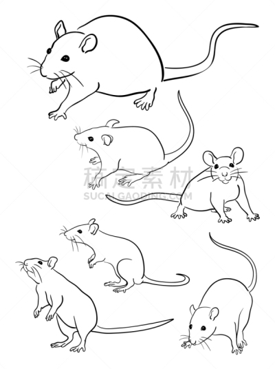 鼠,线条画,直的,哺乳纲,小的,涂料,数码图形,动物,品牌名称,着色