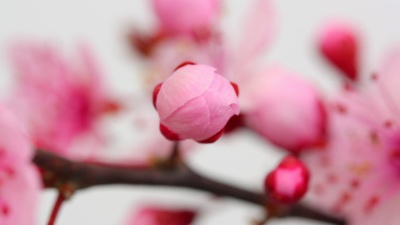 粉红色樱花盛开 