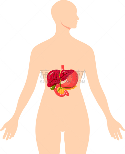 健康保健,胆汁,导管,分泌细胞,女人,建造物,人类腺体,顺序,科学