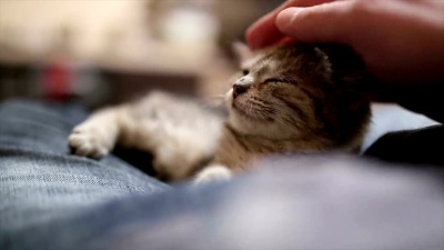 人和猫