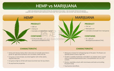 教科书,信息图表,水平画幅,比较,图表,植物,人类心脏,香熏油,心血管系统