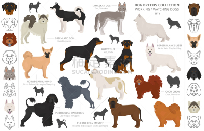 狗,可爱的,葡萄牙水犬,纯种犬,动物,犬科的,罗威纳犬,收集,服务,剪影