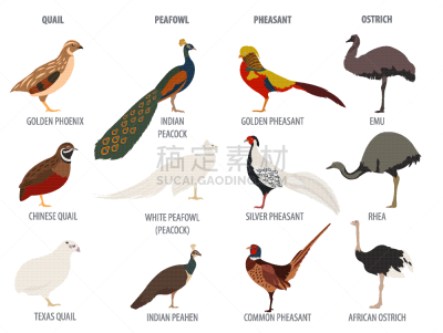 农业,孔雀,鸵鸟,雉,鹌鹑,家禽,白鹇,金色雉,图像