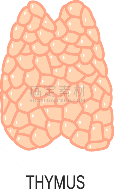 胸腺,分离着色,白色,生物学,健康保健,人,概念,生病,叛逆