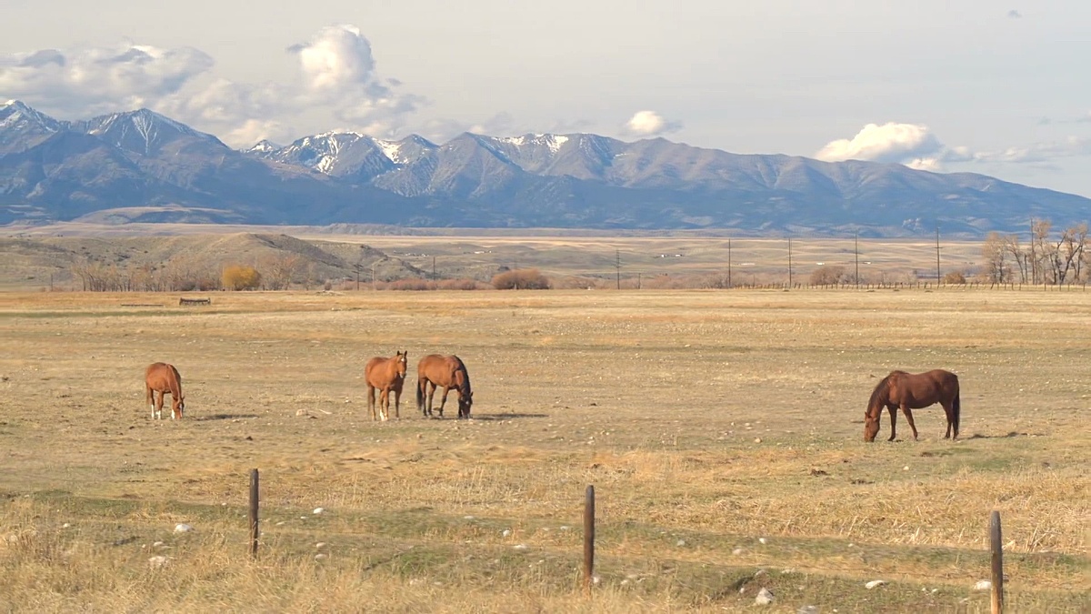 放牧 放牧图片 放牧素材下载 稿定素材
