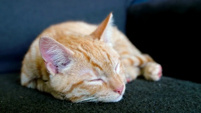 小猫睡在沙发上