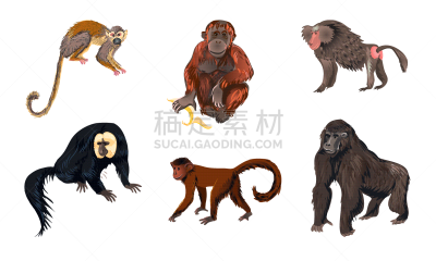 绘画插图,矢量,幽默,个性,动物主题,字体,猿,可爱的,野生动物,灵长目