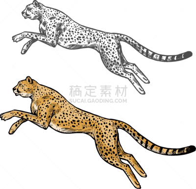 猎豹,草图,野外动物,自然,动物园,季节,非洲,美洲狮,动物,美洲豹