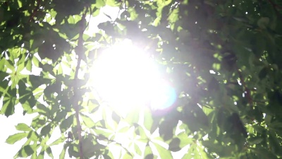 夏日的阳光透过树木的绿叶照射