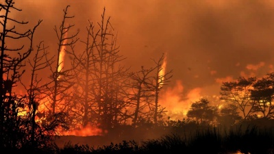 WildFire高清环路