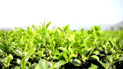 茶叶