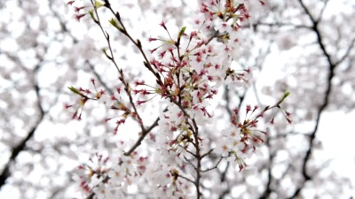 在樱花季节结束时
