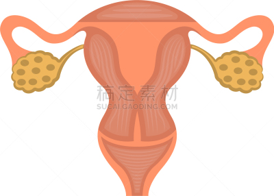 女性生殖系统,健康保健,人,图表,图像,毛囊,女人