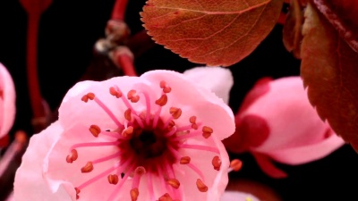 粉红色樱花盛开高清