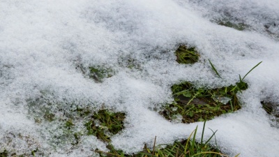 草地上融化的雪的特写