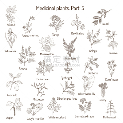 健康保健,草本,动物手,茶,芹菜,榭寄生,Eyebright,复古,绘制,收集