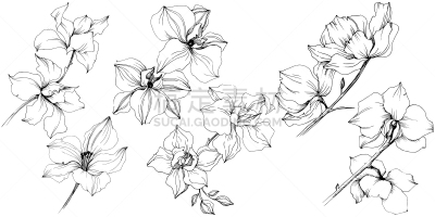 绘画插图,兰花,矢量,植物学,分离着色,背景分离,铅笔,环境,天气,春天