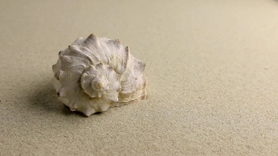 近似地躺在沙滩上的海贝壳，俯视