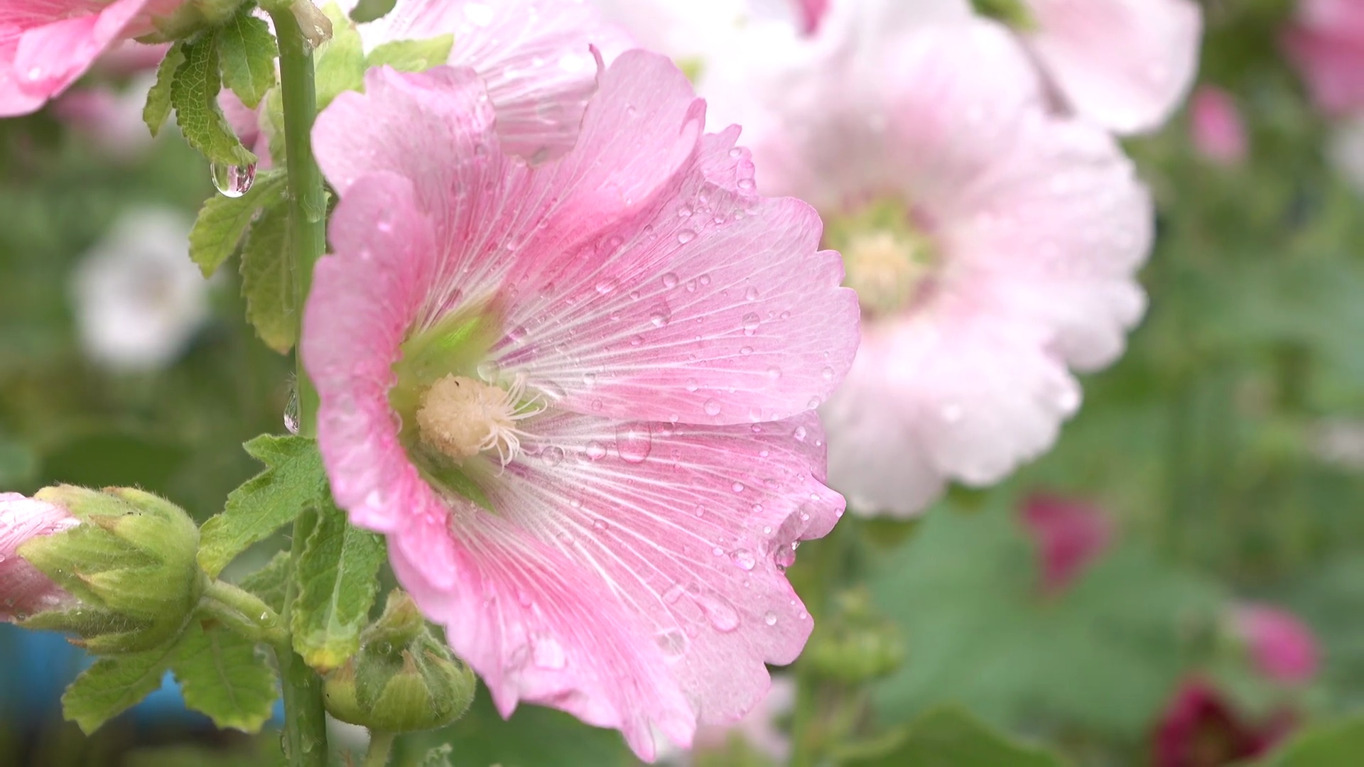 花园中的粉红色冬凌花预览效果