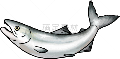 三文鱼,绘画插图,秋天,矢量,动物手,生物学,太平洋鲑鱼,清新,渔业,食品