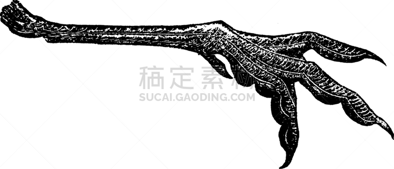 瓣蹼鹬,动物足,白色,黑色,图像,矢量,雕刻图像,复古