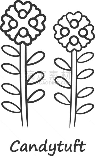 candytuft linear icon thin line aster garden