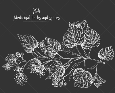 草图,黑板,式样,植物学,绘画插图,背景,欧锻树,黑色,花朵,花
