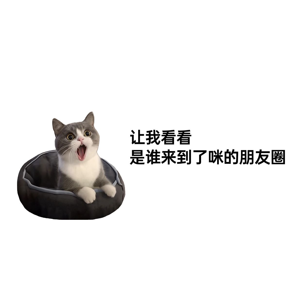趣味猫咪抠图微信朋友圈封面aigc预览效果