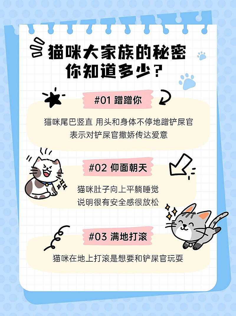 宠物猫咪知识科普小红书套装小红书配图