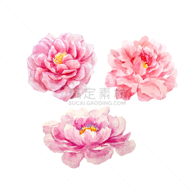 牡丹,水彩画,自然,图像,花朵,叶子,花头,布置,复古,绘制