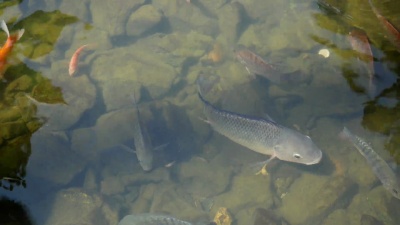 池塘中的花式鲤鱼