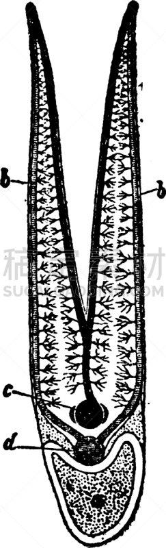 盘子,白色,矢量,毛细血管,图像,雕刻图像,黑色,复古