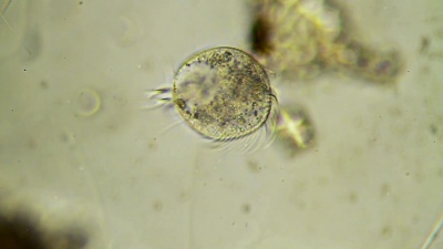 纤毛微生物
