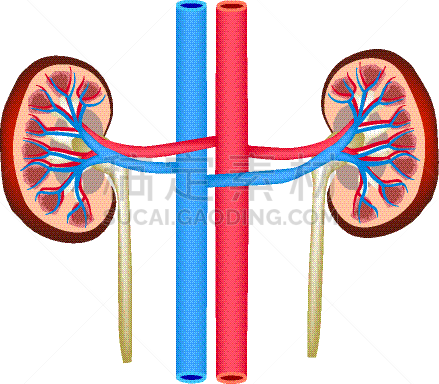分离着色,肾脏,背景聚焦,生物学,健康保健,部分,骨盆,主动脉